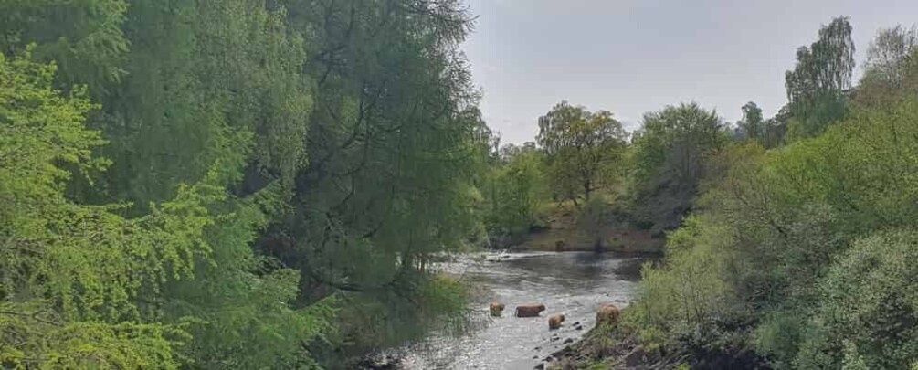 Picture 3 for Activity From Edinburgh: Off-The-Beaten-Track Scottish Highlands