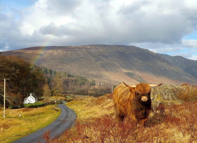 Picture 10 for Activity From Edinburgh: a Private Tour to a Majestic Highland Glen