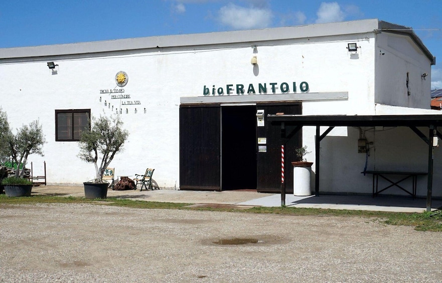 Picture 3 for Activity Olive Oil Museum: Extravirgin school - Food & wine tasting