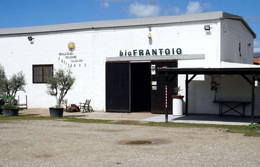 Picture 3 for Activity Olive Oil Museum: Extravirgin school - Food & wine tasting