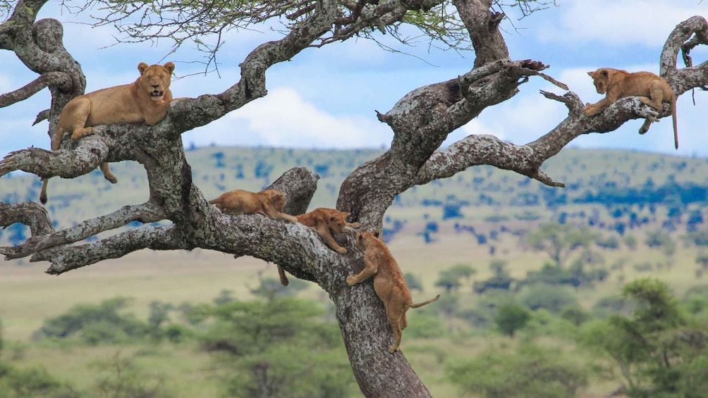 3 Days Unique Safari