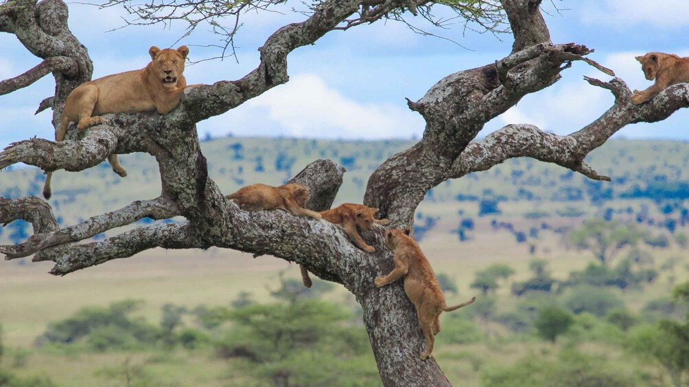 3 Days Unique Safari