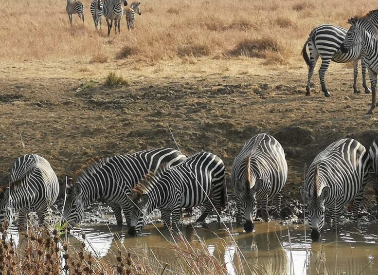 Picture 3 for Activity From Arusha: Tarangire National Park Full- Day Trip