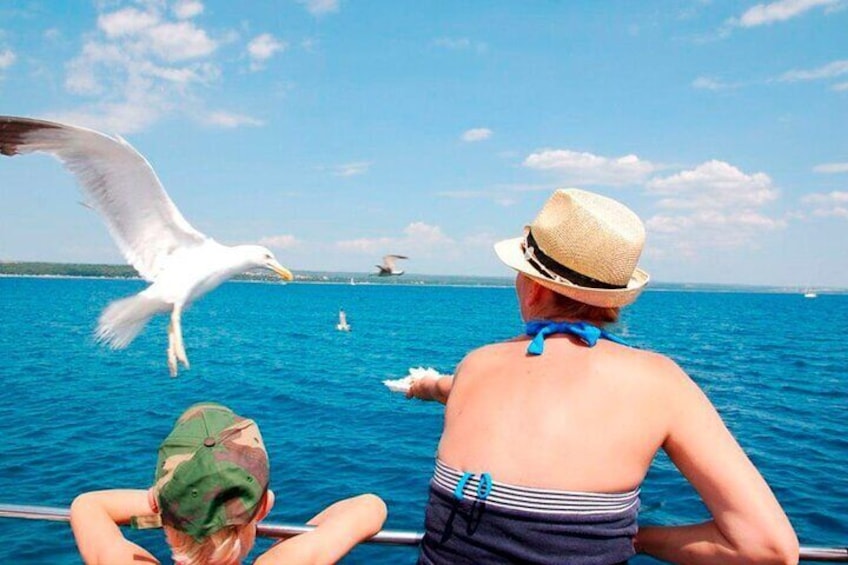 Island Visit National Park Brijuni and Dolphin Cruise