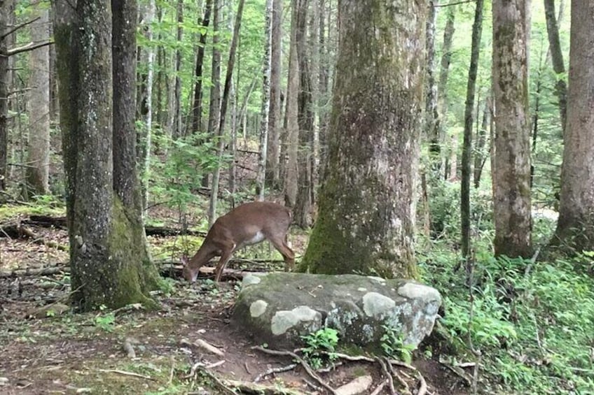 Mountaineer's Way Hike in the Smokies