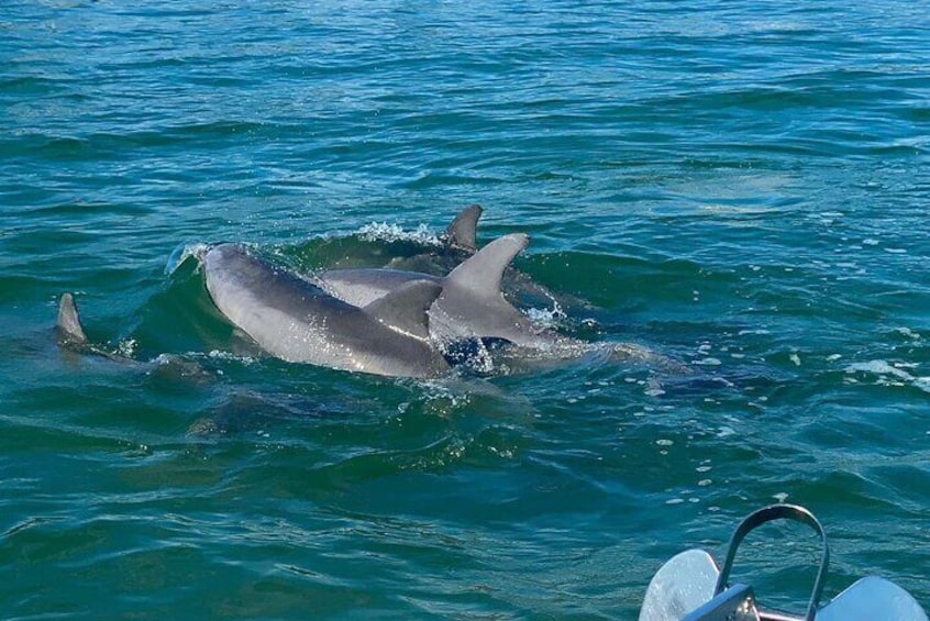 Dolphin Watching 