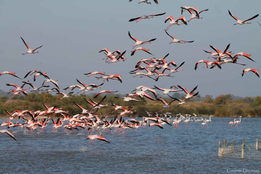 Picture 4 for Activity Camargue: Discovery of nature at the Vigueirat marshes