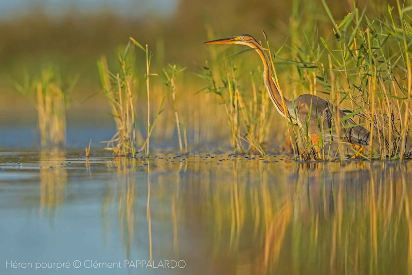 Camargue: Discovery of nature at the Vigueirat marshes