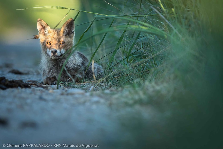 Picture 3 for Activity Camargue: Discovery of nature at the Vigueirat marshes