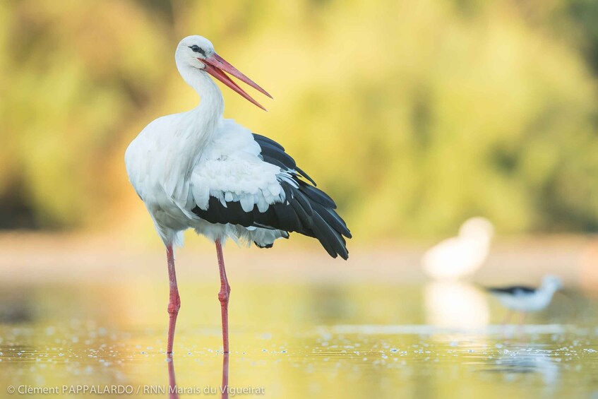 Picture 2 for Activity Camargue: Discovery of nature at the Vigueirat marshes