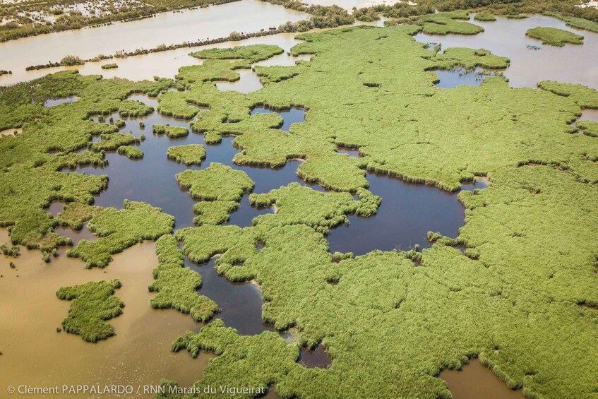 Picture 5 for Activity Camargue: Discovery of nature at the Vigueirat marshes