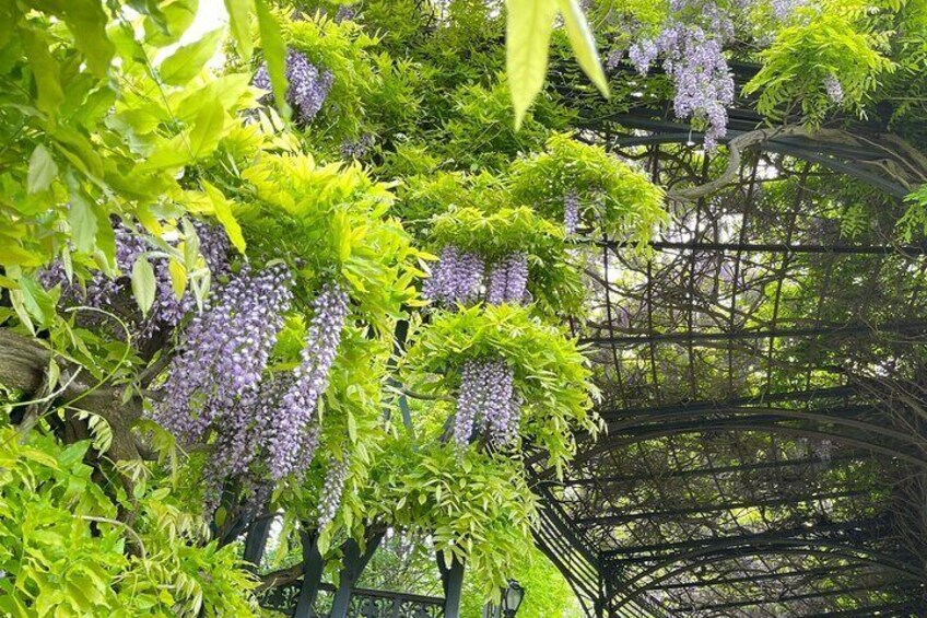 Wisteria Pergola 