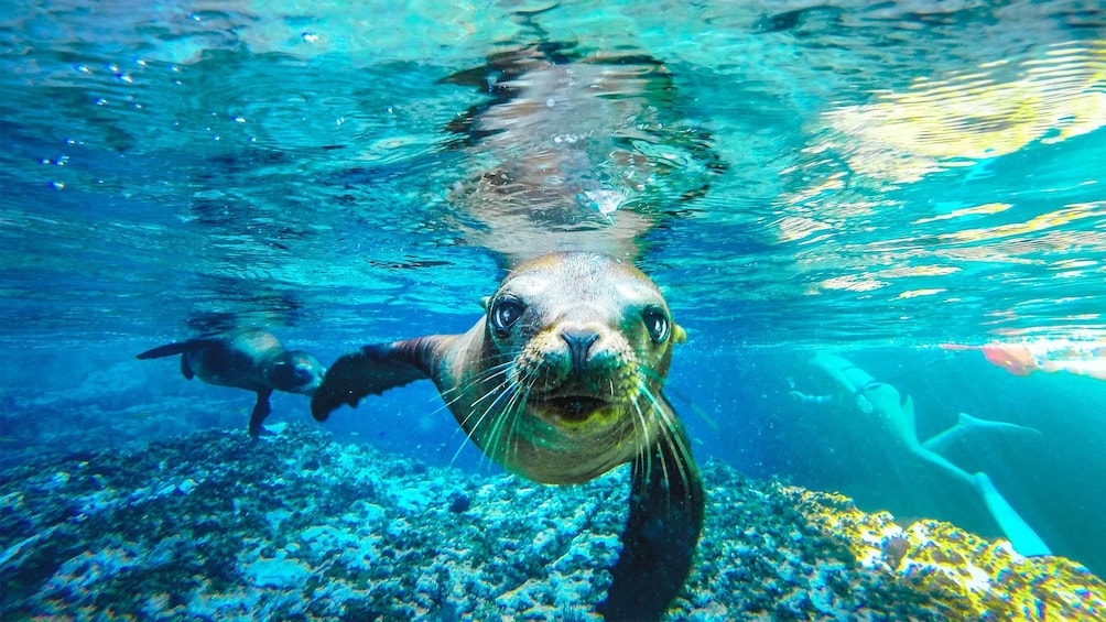 Show item 1 of 10. Underwater on the Sea of Cortes Adventure in Mexico