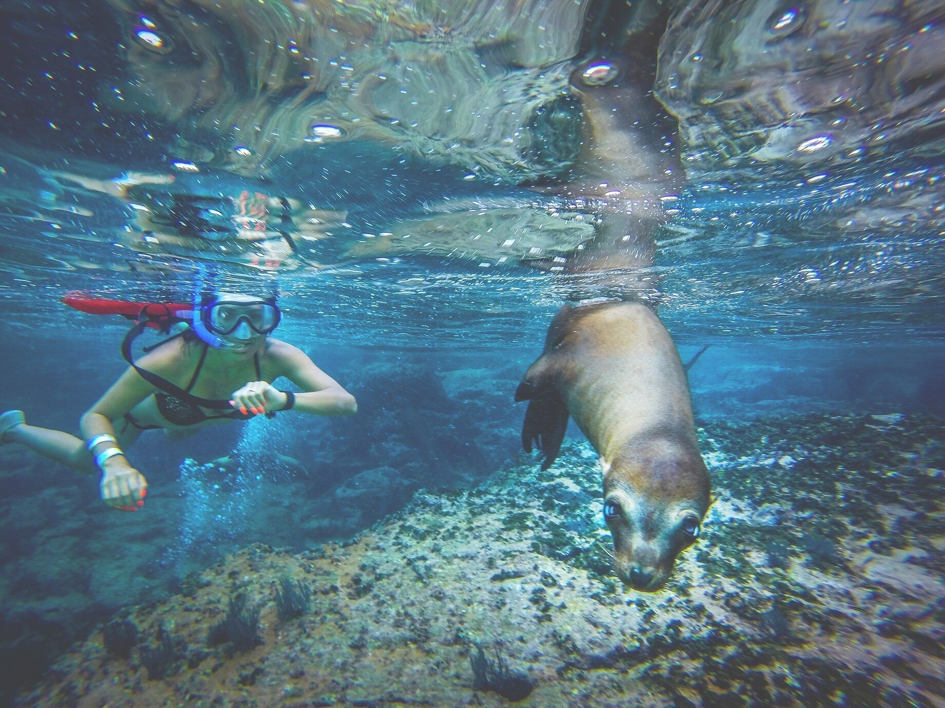 Confine Gymnastics Melting Espiritu Santo Snorkel and Sea Lion adventure