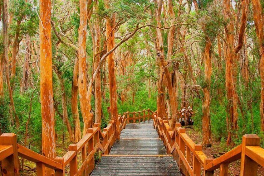 Full Day Navigation through Isla Victoria and Bosque de Arrayanes