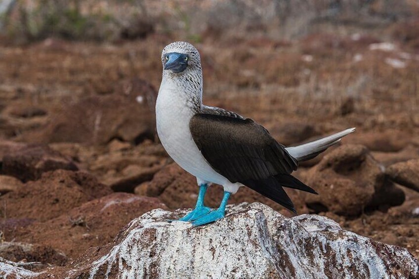 Islas Galapagos Tour on Board of Sea Lion Yacht