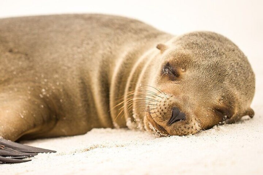 Islas Galapagos Tour on Board of Sea Lion Yacht