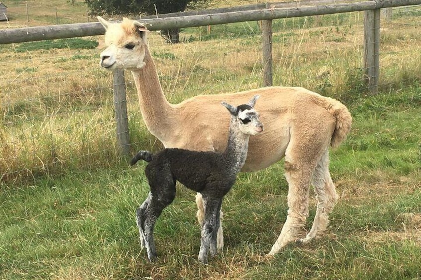 Tallulah and Storm Cloud