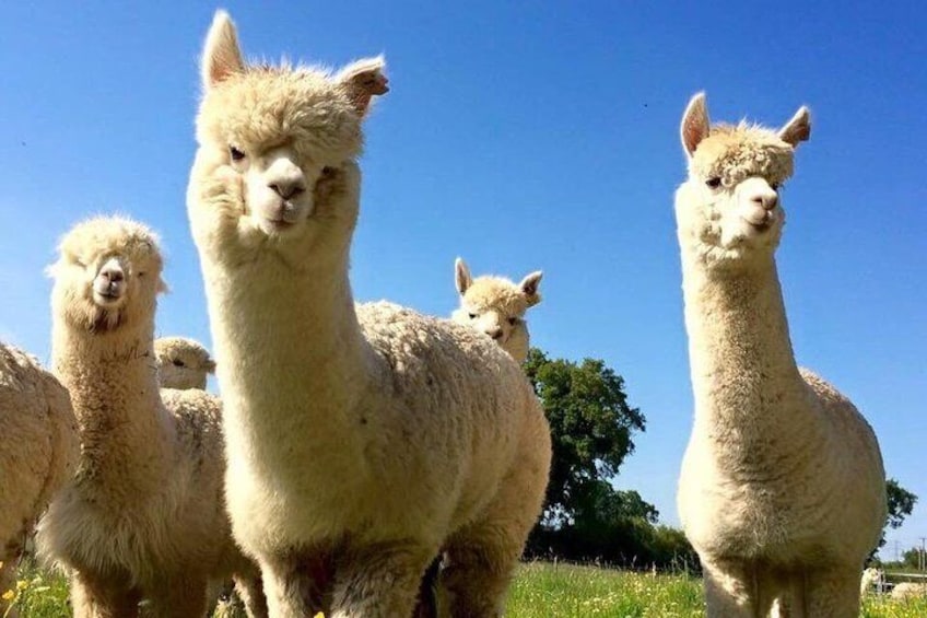 2-Hour Alpaca Farm Experience in Kenilworth