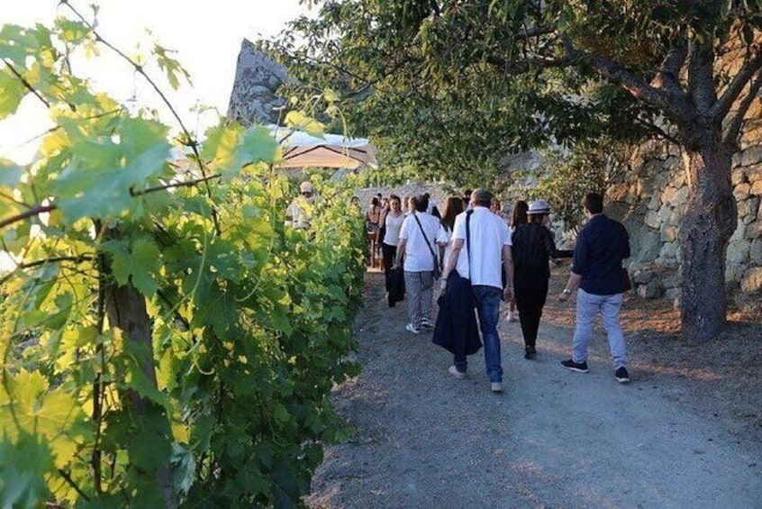 Ischia Wine Tasting Experience with Vineyard Guided Tour 