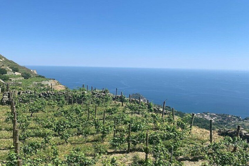 Ischia Wine Tasting Experience with Vineyard Guided Tour 