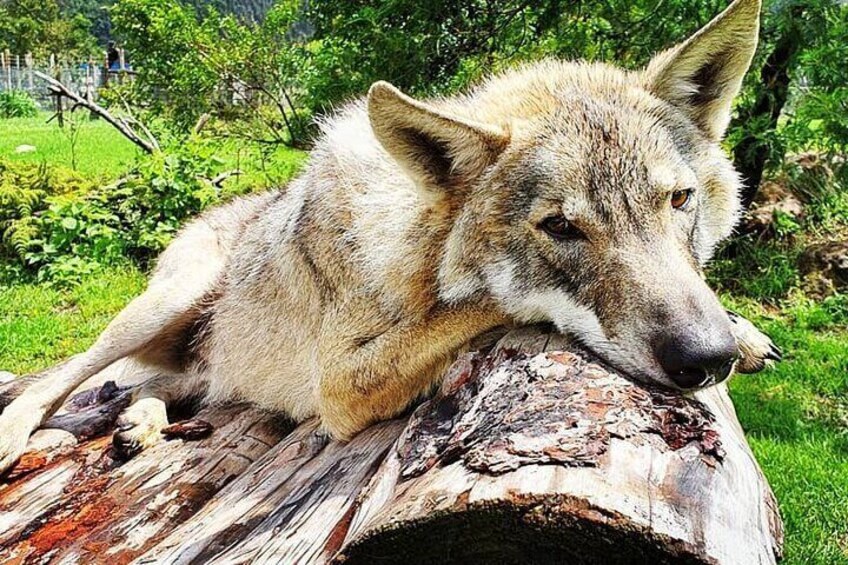 Tsitsikamma Wolf Sanctuary Guided Tour & Day Pass
