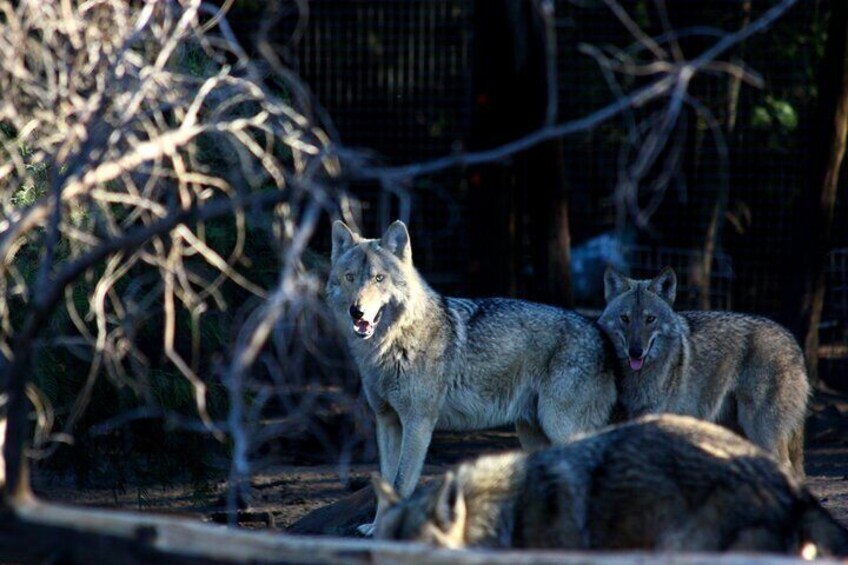 Tsitsikamma Wolf Sanctuary Guided Tour & Day Pass