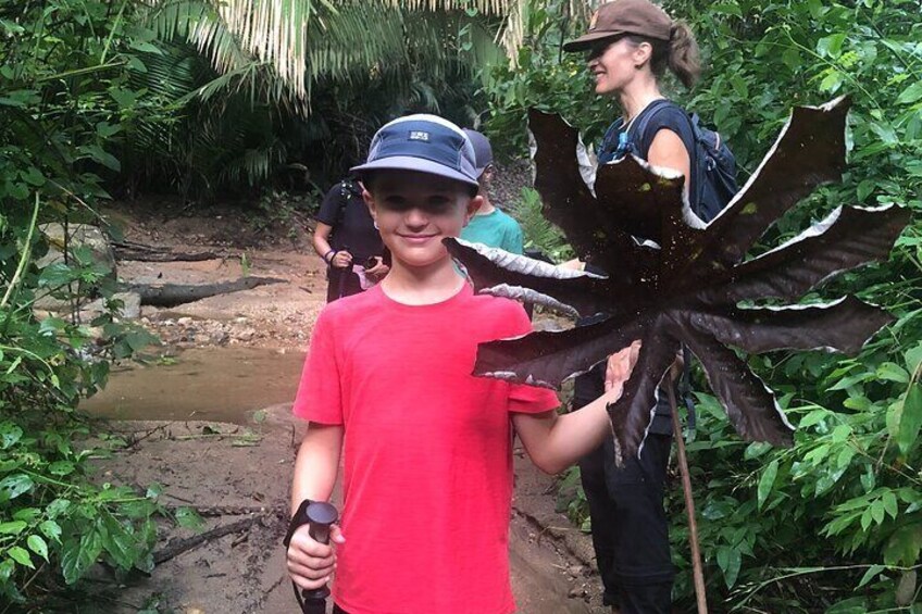 EcoHike experience through the jungle, mountains and hidden beach