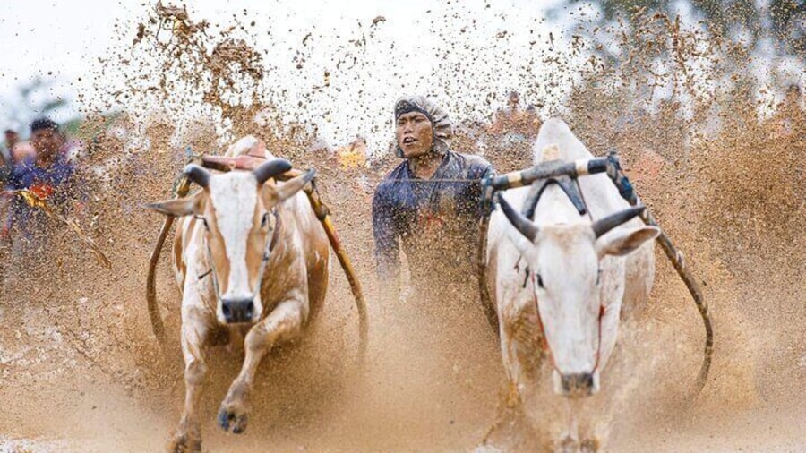 Bull Race a.k.a Pacu Jawi, a weekly event held in Batusangkar Vity, come se see how local people having fun after a long week worked in the rice filed