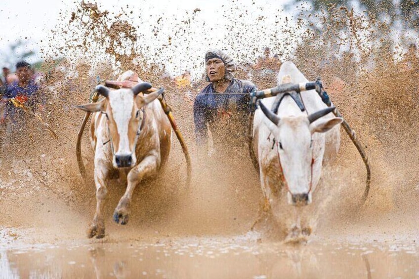 Bull Race a.k.a Pacu Jawi, a weekly event held in Batusangkar Vity, come se see how local people having fun after a long week worked in the rice filed