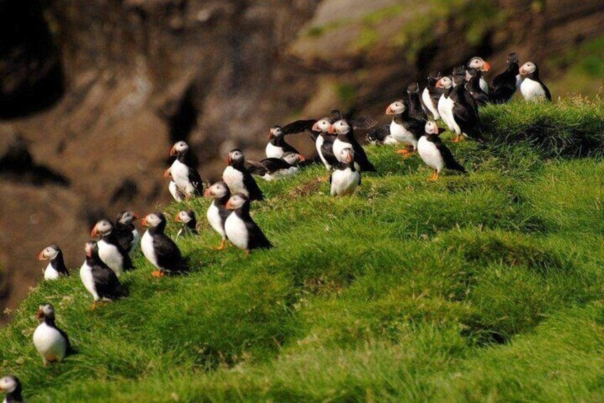 Eyjascooter tour in Westman Island