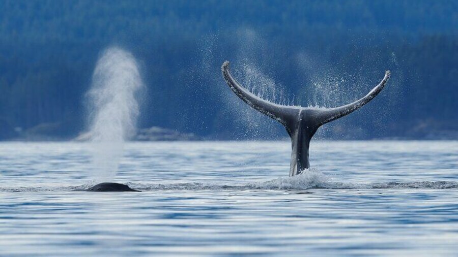 4 hr Into The Wild Whales & Wildlife Adventure