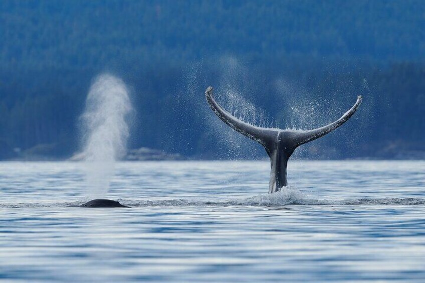 4 hr Into The Wild Whales & Wildlife Adventure