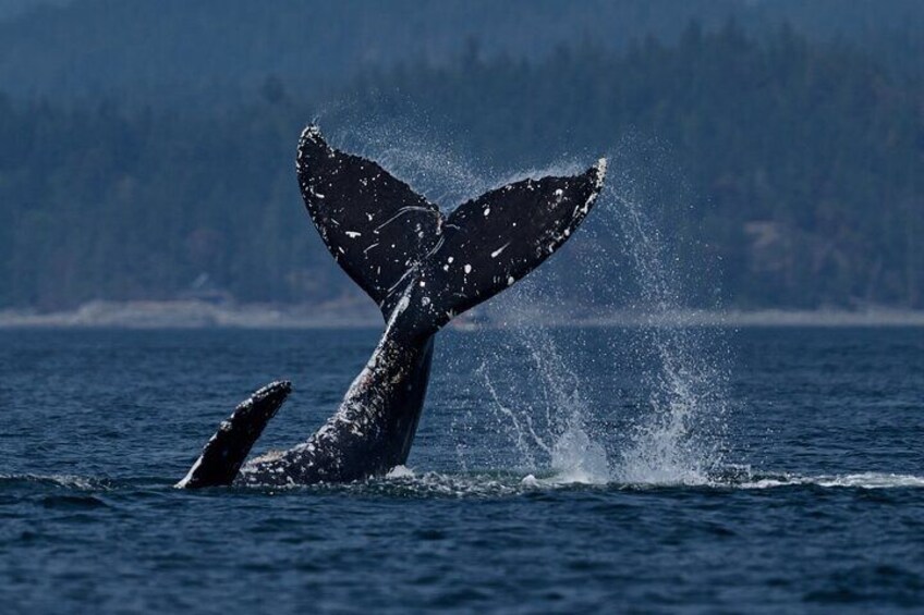 4 hr Into The Wild Whales & Wildlife Adventure