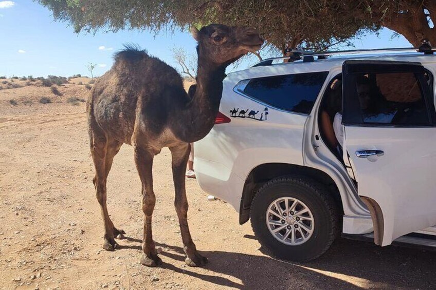 Little desert in agadir
