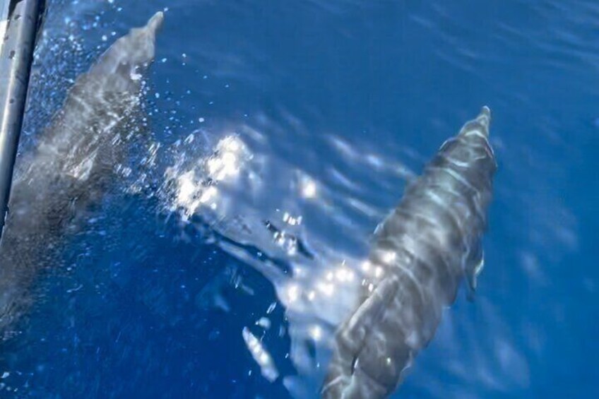 dolphins