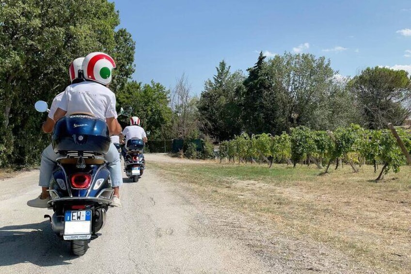 Ride across vineyards and sunflowers