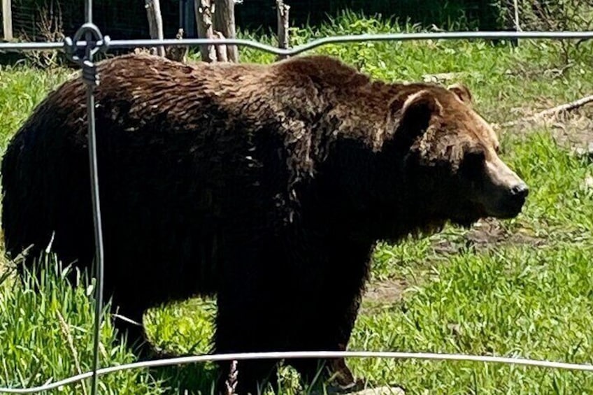Grouse mountain bears