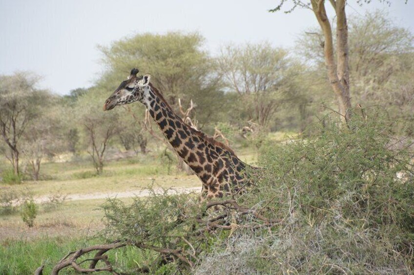 Giraffe