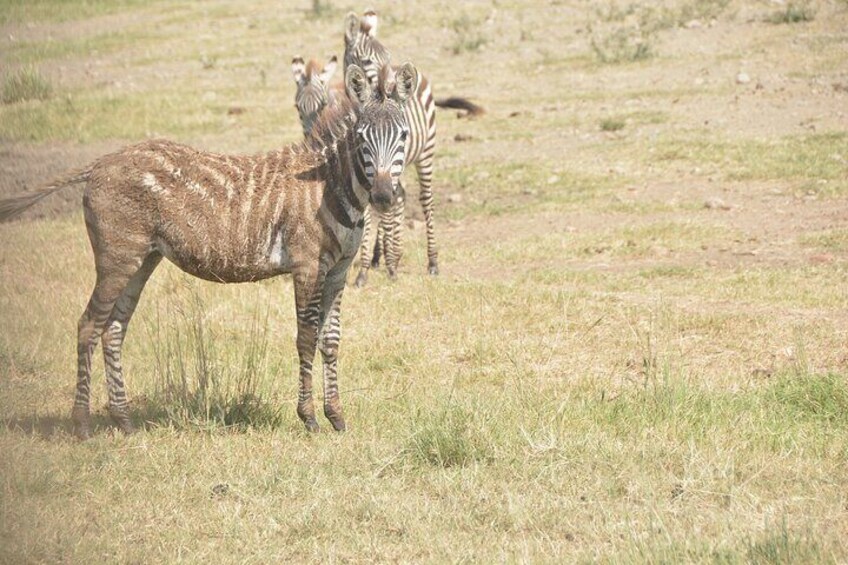 Zebra