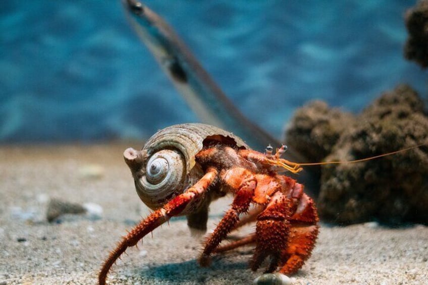 Corfu Aquarium Ticket with Tour Included