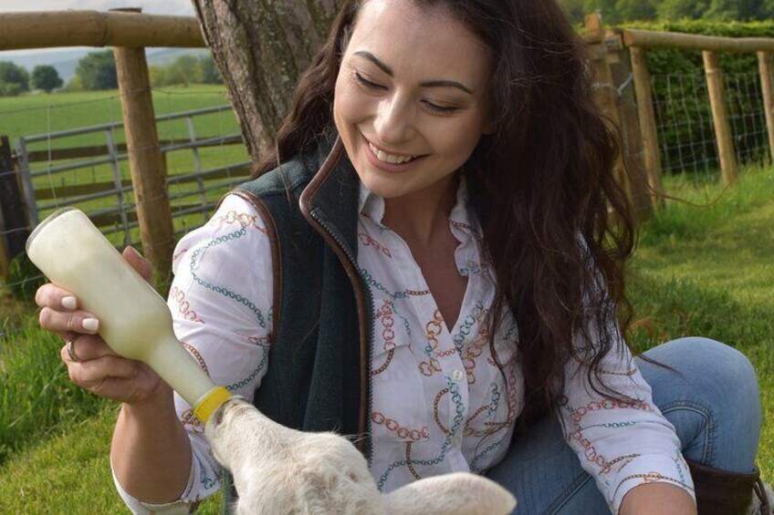 Farm Attraction - Highland Cows, Animal Feeding, Wholesome fun!