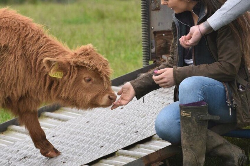 Farm Attraction - Highland Cows, Animal Feeding, Wholesome fun!