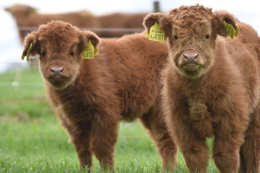 Farm Attraction - Highland Cows, Animal Feeding, Wholesome fun!