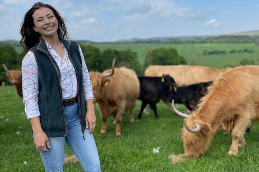 Farm Attraction - Highland Cows, Animal Feeding, Wholesome fun!