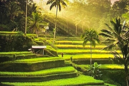 Ubud Highlight Rice Terrace,Waterfall,Temple and Art village