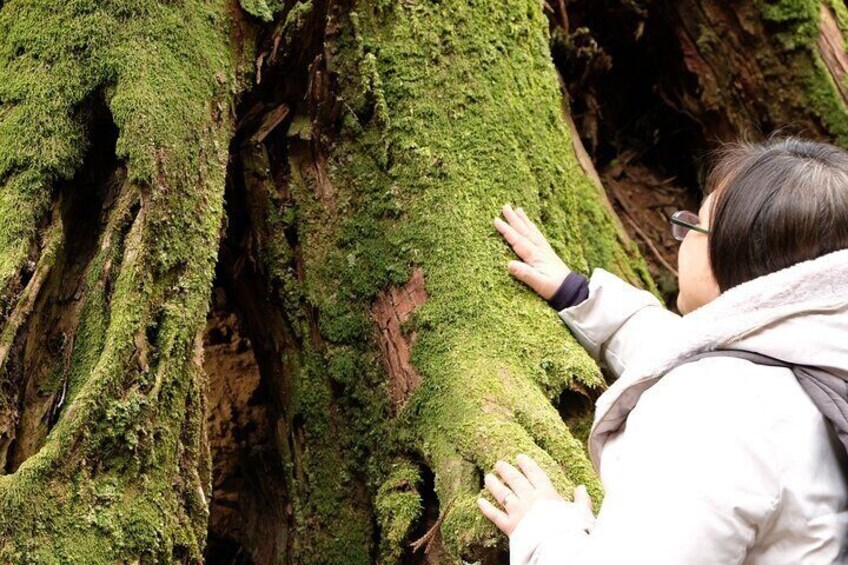Touching the century old trees can heal