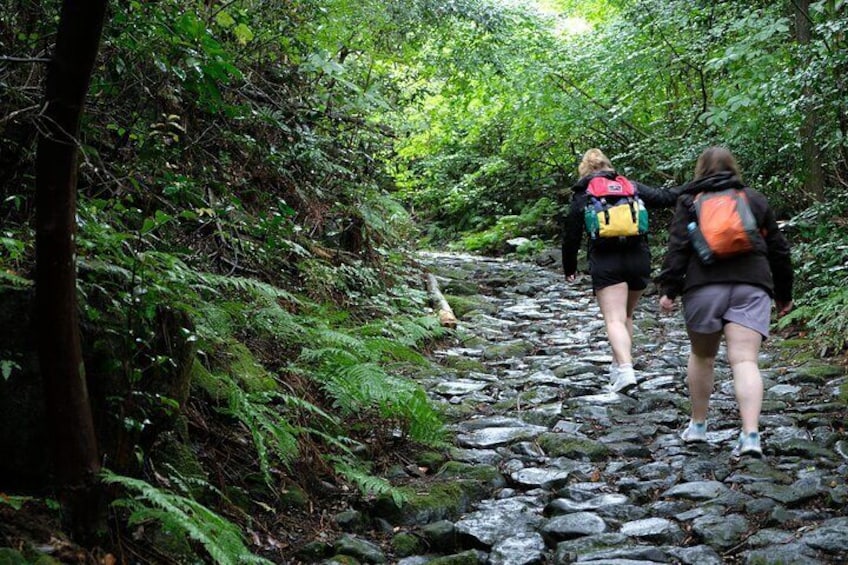 Hike Japan Heritage Hakone Hachiri with certified mountain guide 