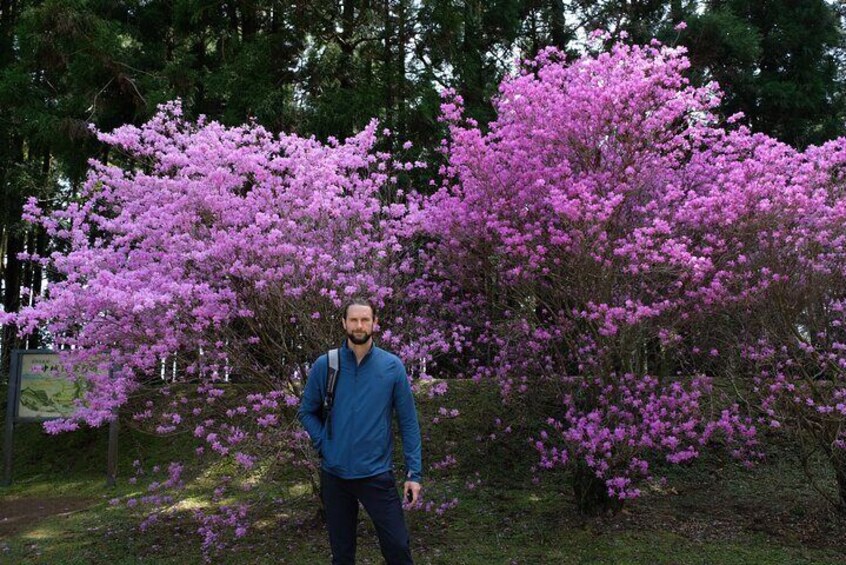 Hike Japan Heritage Hakone Hachiri with certified mountain guide 