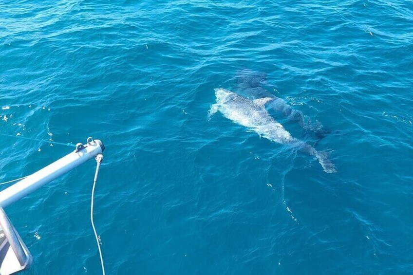 Dolphin trips on a catamaran